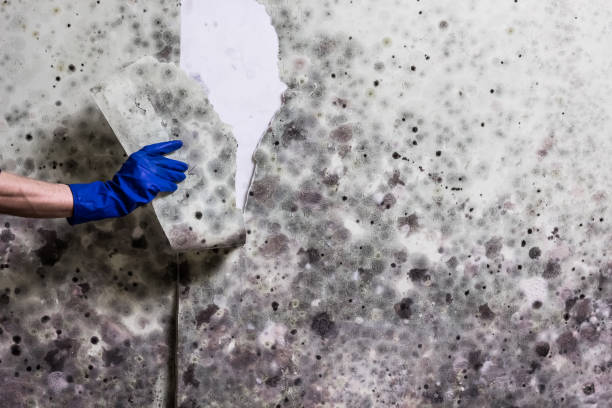 Best Office Mold Removal Services  in Fairview, MT