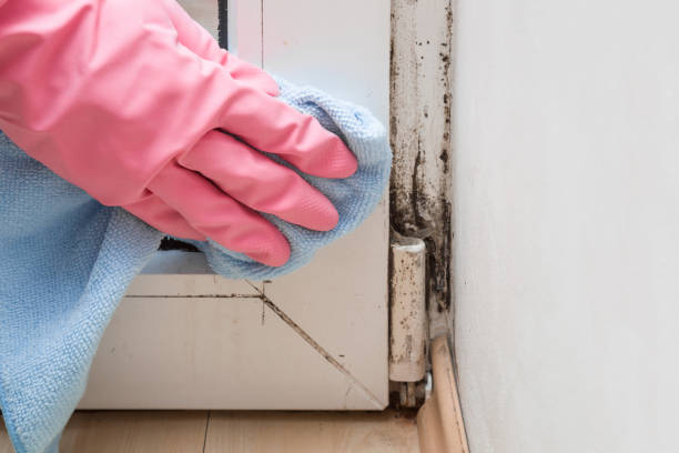 Best Residential Mold Removal  in Fairview, MT
