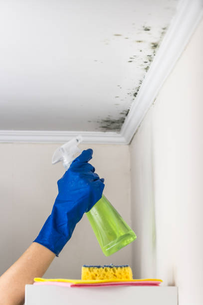 Best Certified Mold Removal  in Fairview, MT
